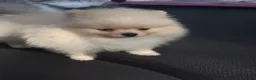 Pomeranian dogs for sale: Double coated true to type Pomeranians  - Advert 10