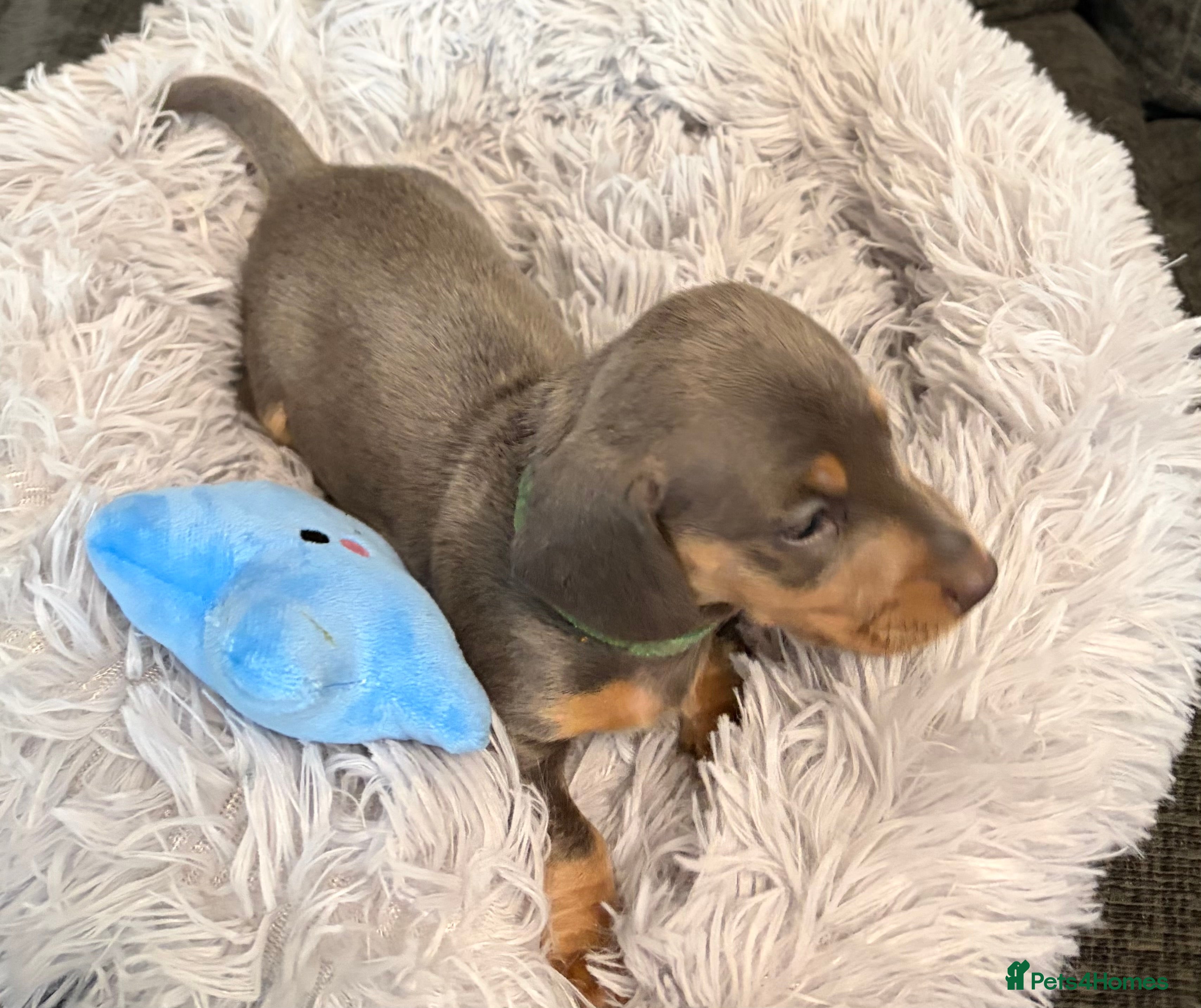 Miniature Dachshund dogs KC registered miniature dachshund pups smooth coat - Advert 8