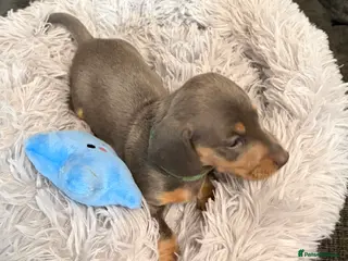 Miniature Dachshund dogs KC registered miniature dachshund pups smooth coat - Advert 8