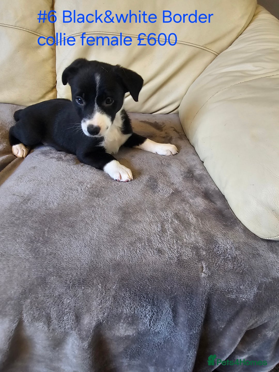 Border Collie dogs for sale: Blue merle&black&white puppies for sale  - Advert 19