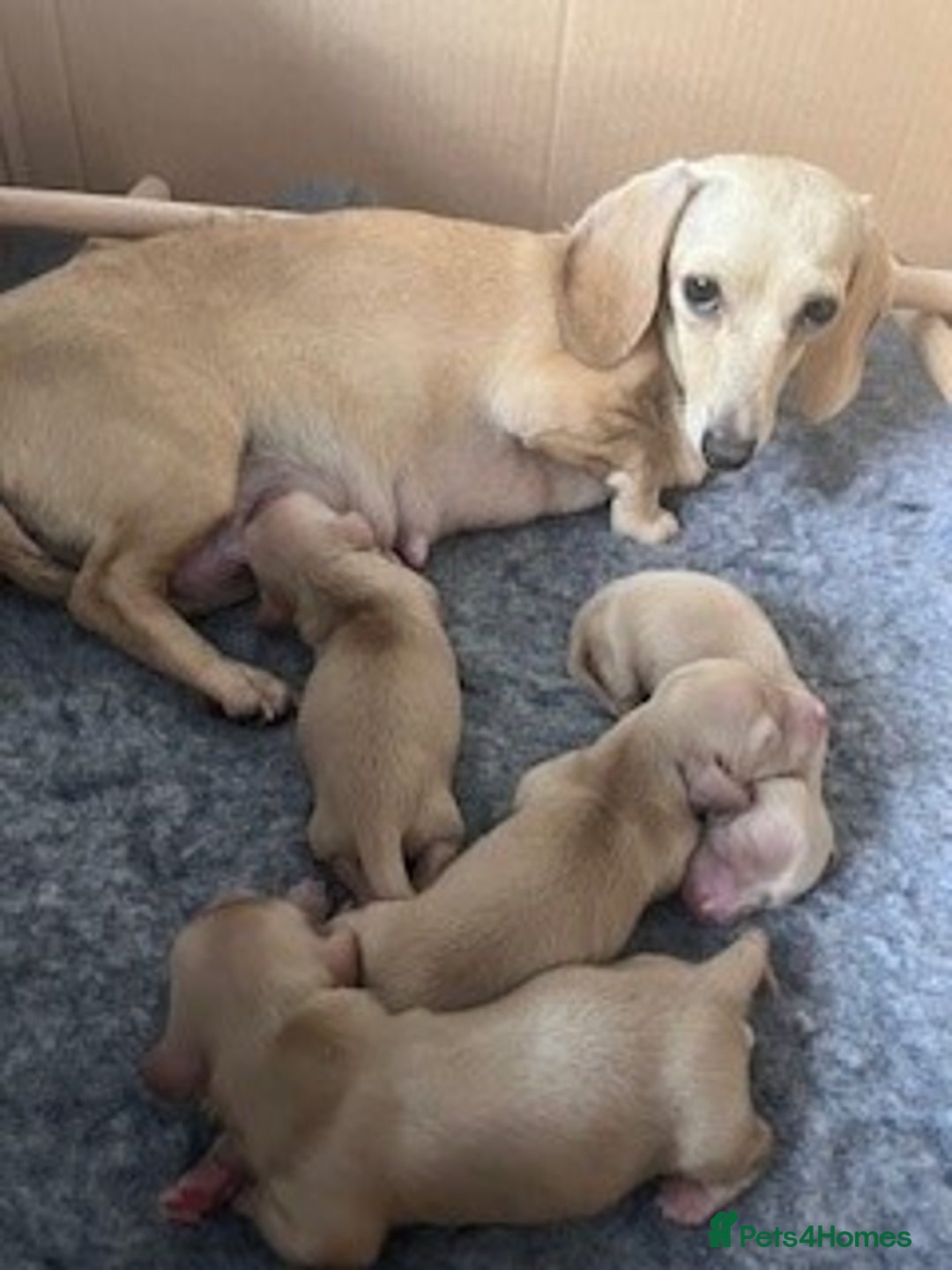 Miniature Dachshund dogs for sale: Litter of Rare English Cream Dachshunds - Advert 2