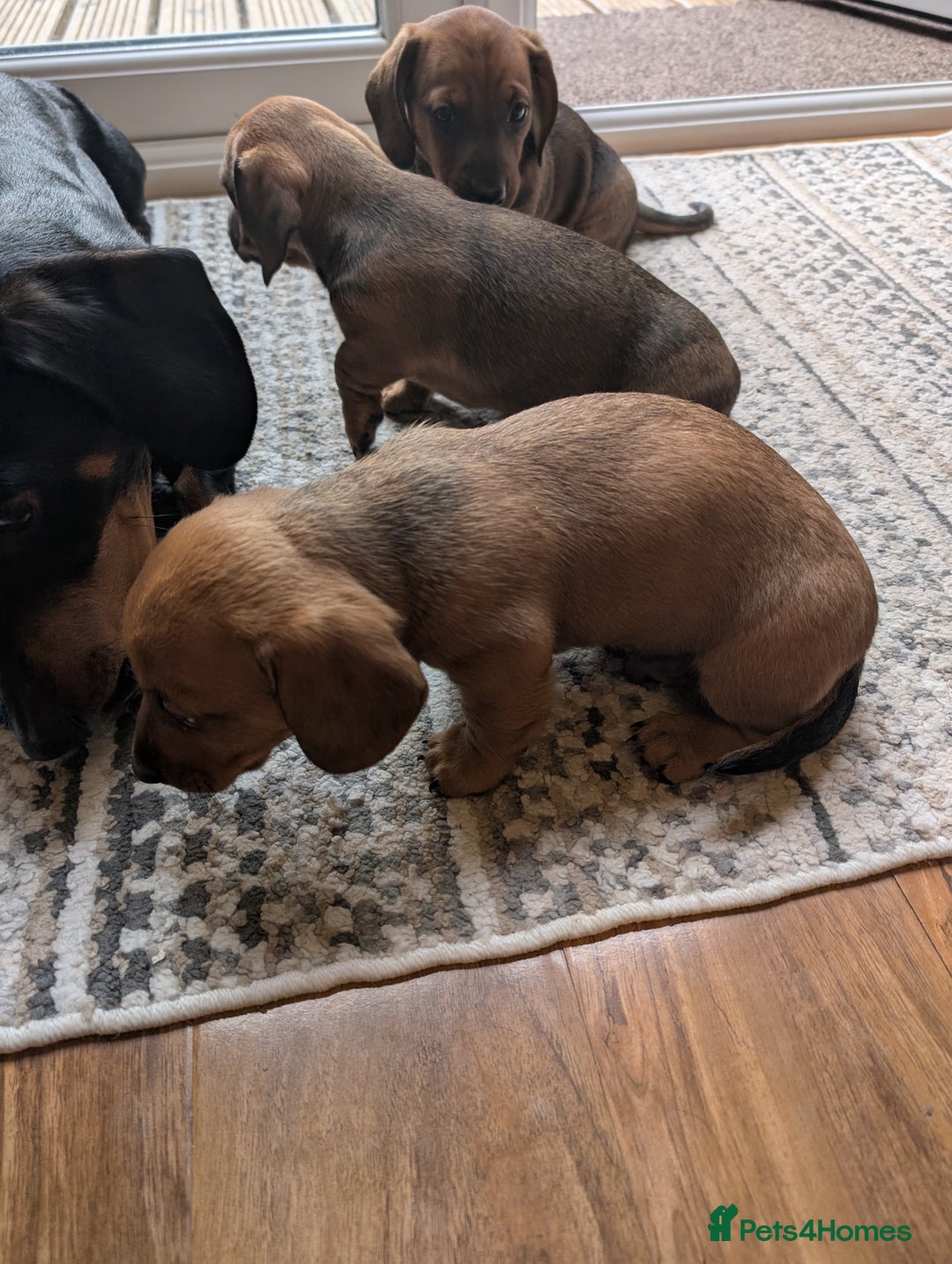 Dachshund dogs for sale: Three Miniature Dachshund puppies ready for sale  - Image 6