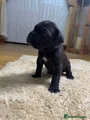 Cane Corso Puppy 8