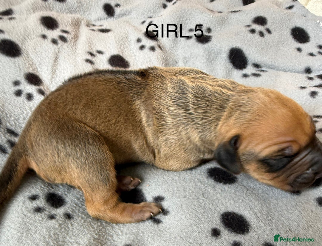Rhodesian Ridgeback dogs for sale: Rhodesian Ridgeback puppies  - Image 9