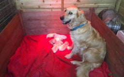 Golden Retriever dogs for sale: Golden retriever puppies - Image 4