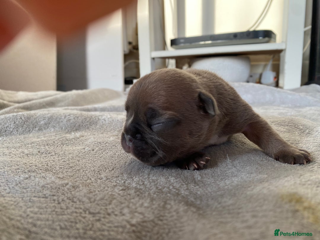 French Bulldog dogs for sale: French bulldog pups  - Image 5