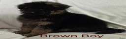 German Shepherd dogs for sale: Gorgeous German Shepherd Puppies For Sale - Advert 26