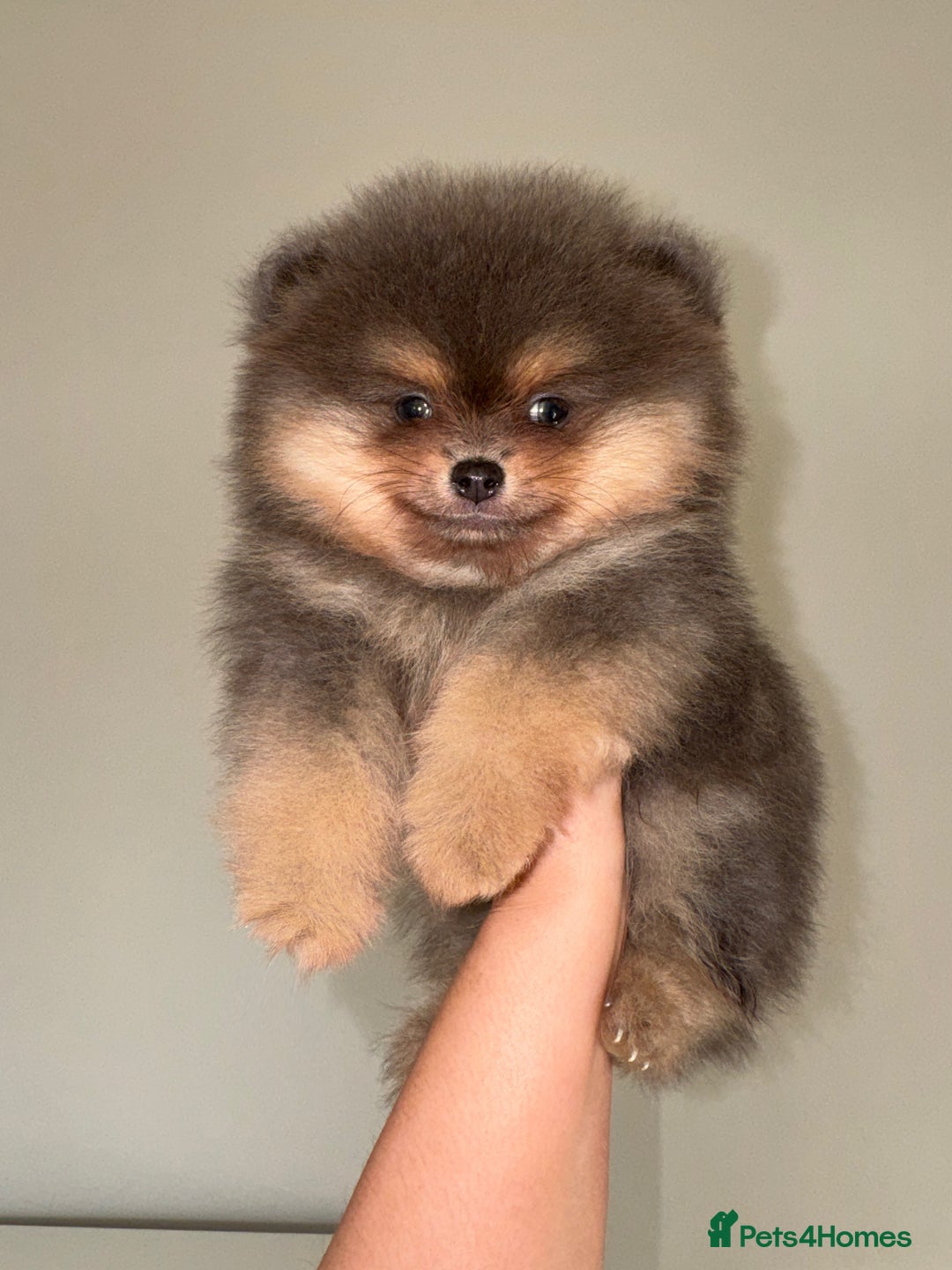 Pomeranian dogs for sale: KC Registered Tiny Pomeranian Puppies - Image 4