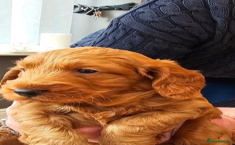 Cockapoo dogs - Advert 2