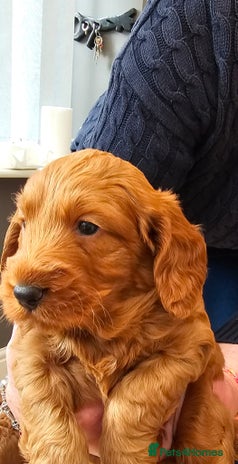 Cockapoo dogs - Advert 2