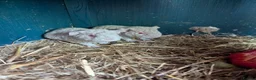 Guinea Pig rodents for sale: Friendly Baby Teddy Guinea Pigs - Advert 4