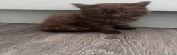 Mixed Breed cats for sale: Adorable kittens - Advert 16