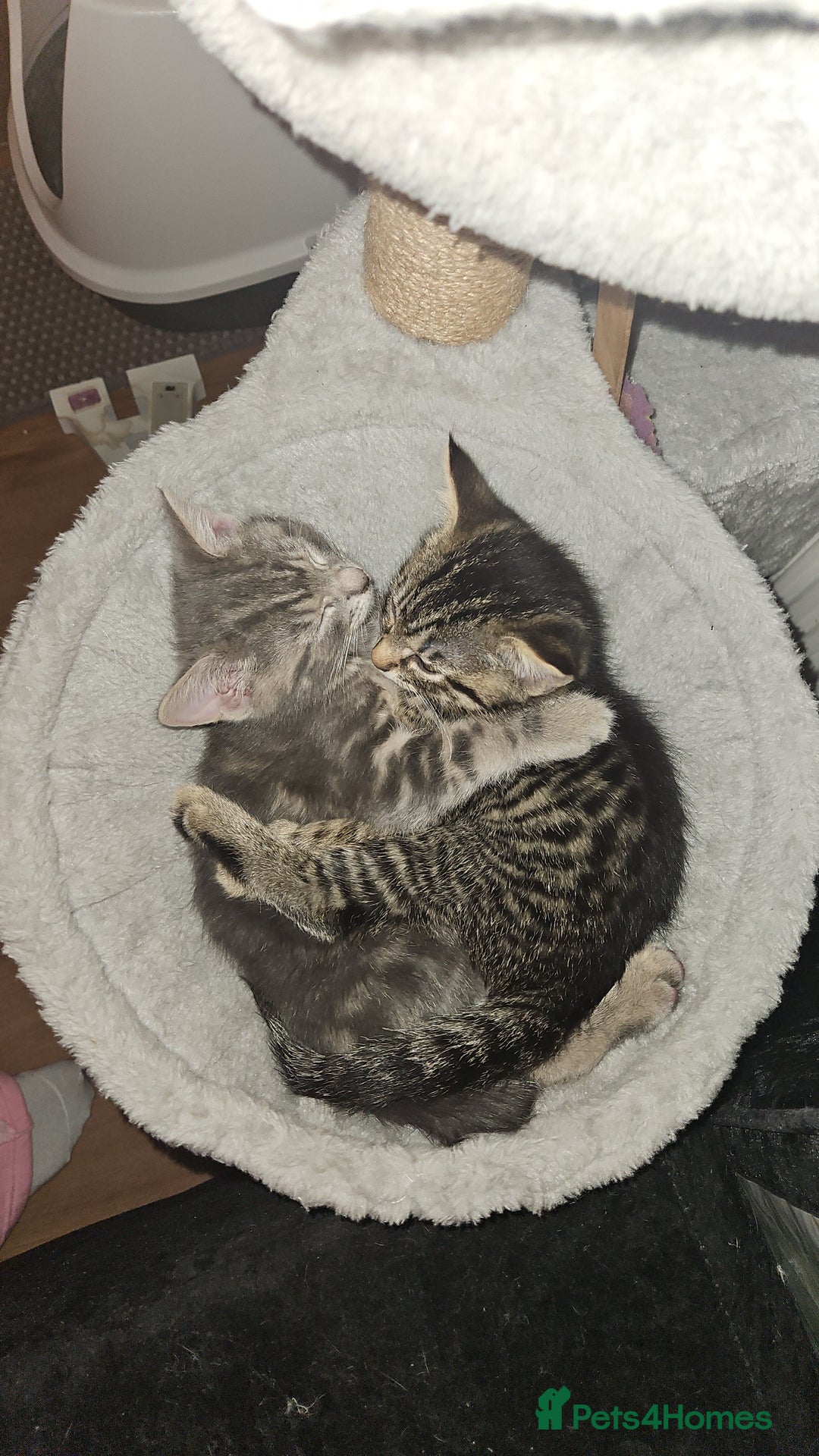 Mixed Breed cats for sale: Grey Kittens🐾🤍 - Advert 16