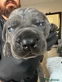 Cane Corso Puppy 7 - Atlas - Male
