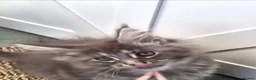 Maine Coon cats for sale: 🐾 Chunky TICA Registered Maine Coon Kittens 🐾 - Advert 6