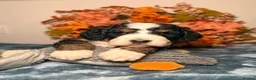 Bernedoodle dogs for sale: F1 tri-color bernedoodle pups - Advert 6