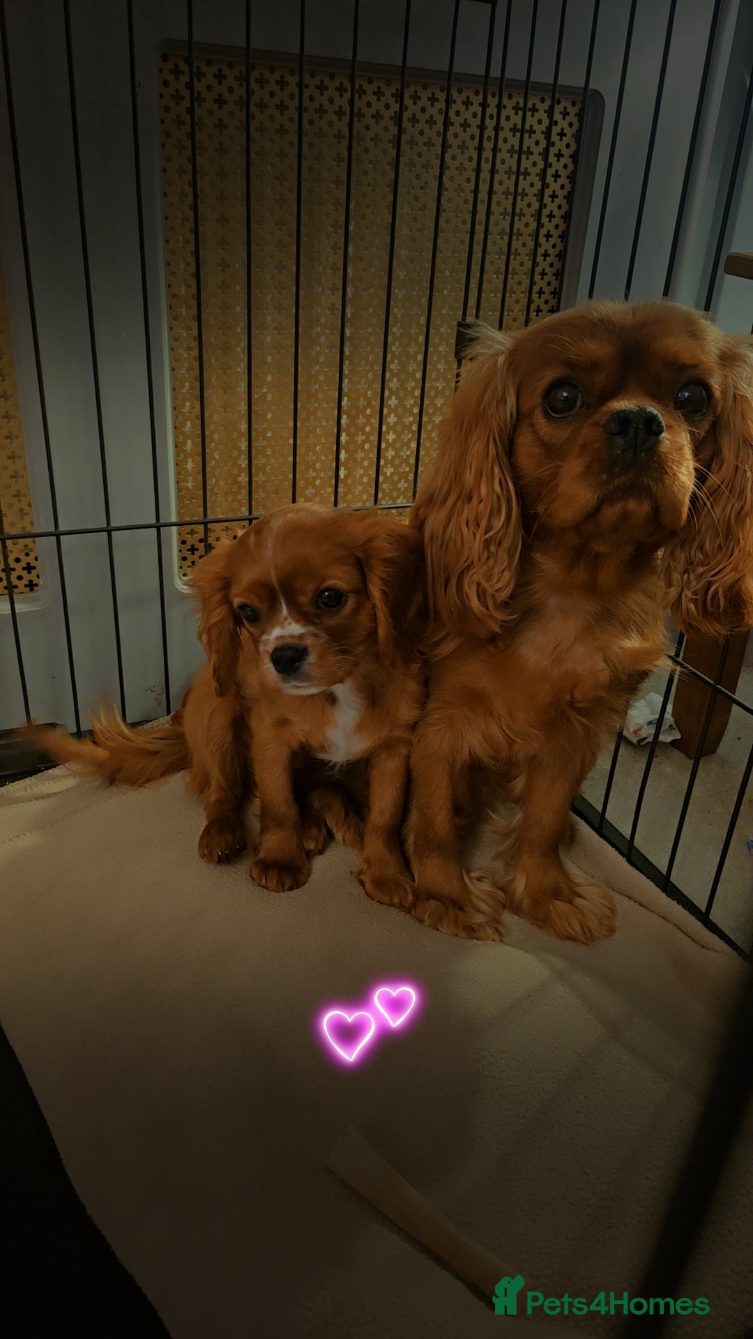 Cavalier King Charles Spaniel dogs Cavalier king charles puppys READY NOW pedigree KC - Advert 10