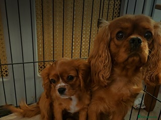 Cavalier King Charles Spaniel dogs Cavalier king charles puppys READY NOW pedigree KC - Advert 10