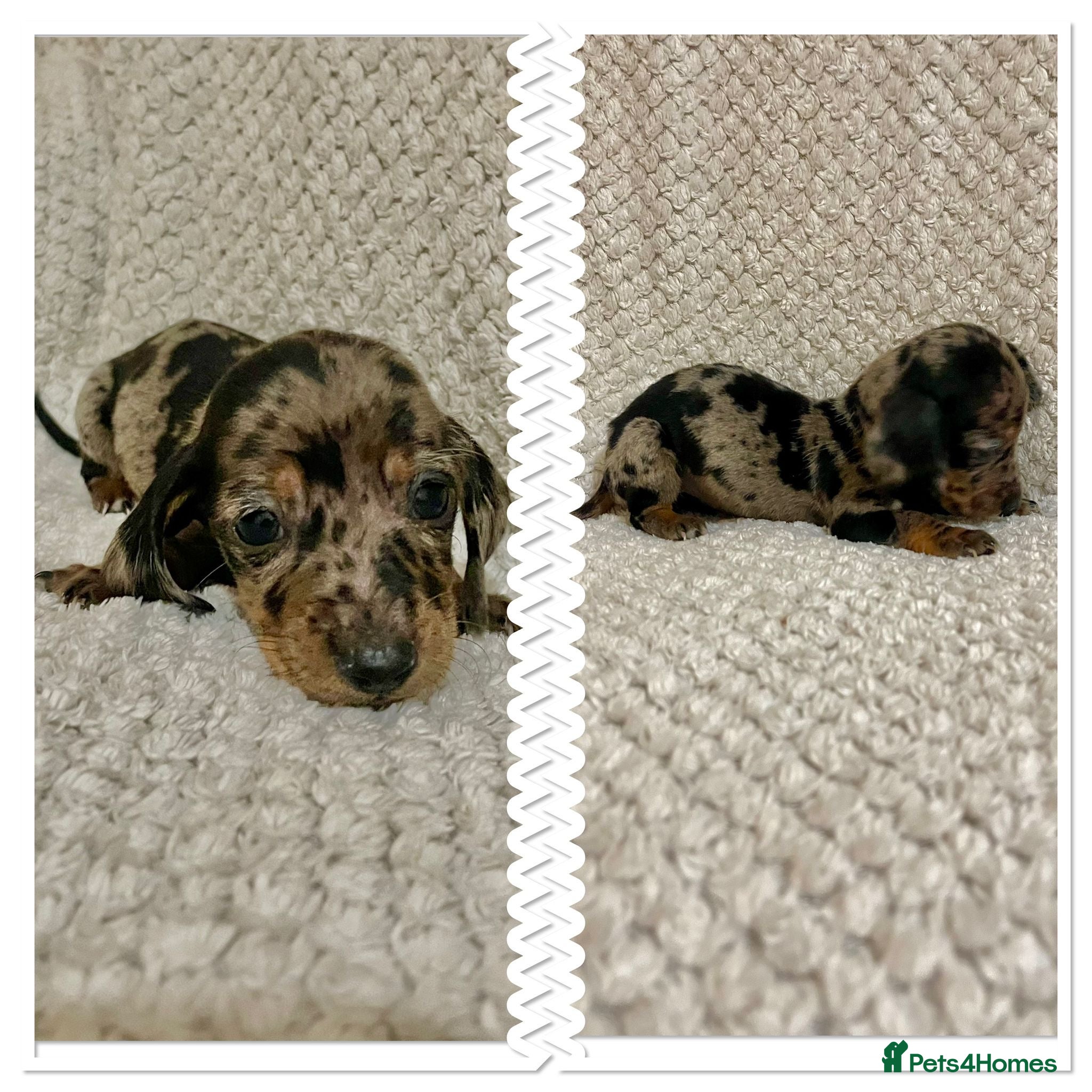 Miniature Dachshund dogs Miniature dachshund  - Advert 17