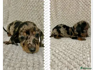 Miniature Dachshund dogs Miniature dachshund - Advert 17