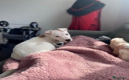 Mixed Breed dogs for sale: Beautiful mixed breed puppy! - Image 4