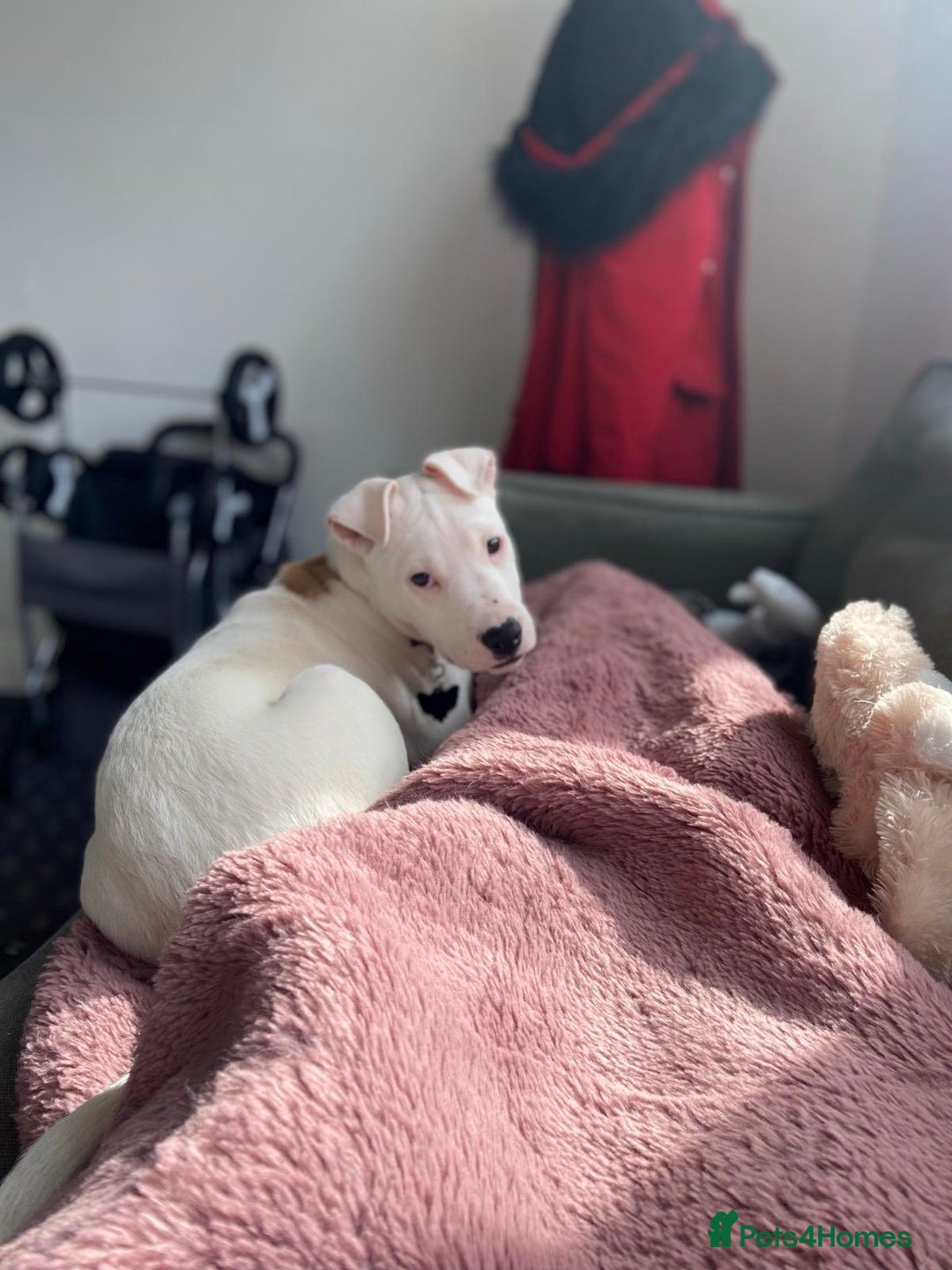 Mixed Breed dogs for sale: Beautiful mixed breed puppy! - Image 4
