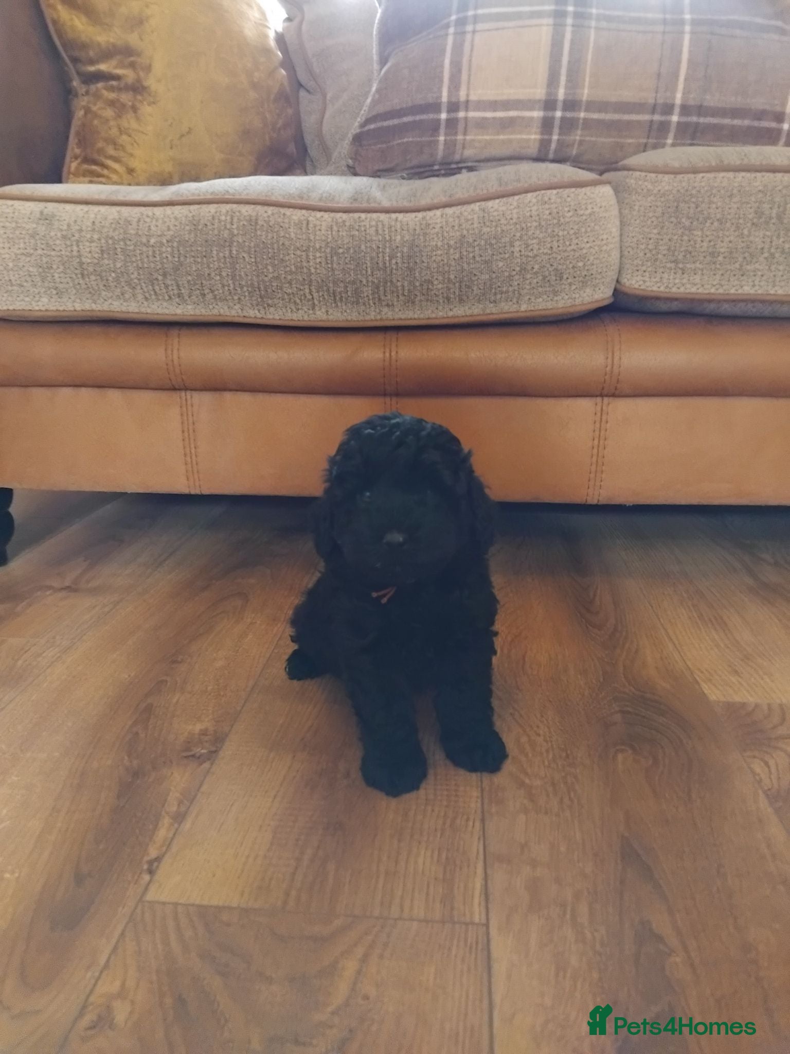 Cockapoo dogs F1b cockapoos  - Advert 2