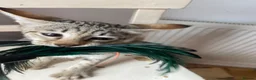Savannah cats for sale: Savannah PED’G kitten last light bst girl F5SBT - Advert 9