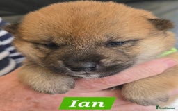 Japanese Shiba Inu dogs for sale: Gorgeous Shibas  - Image 34