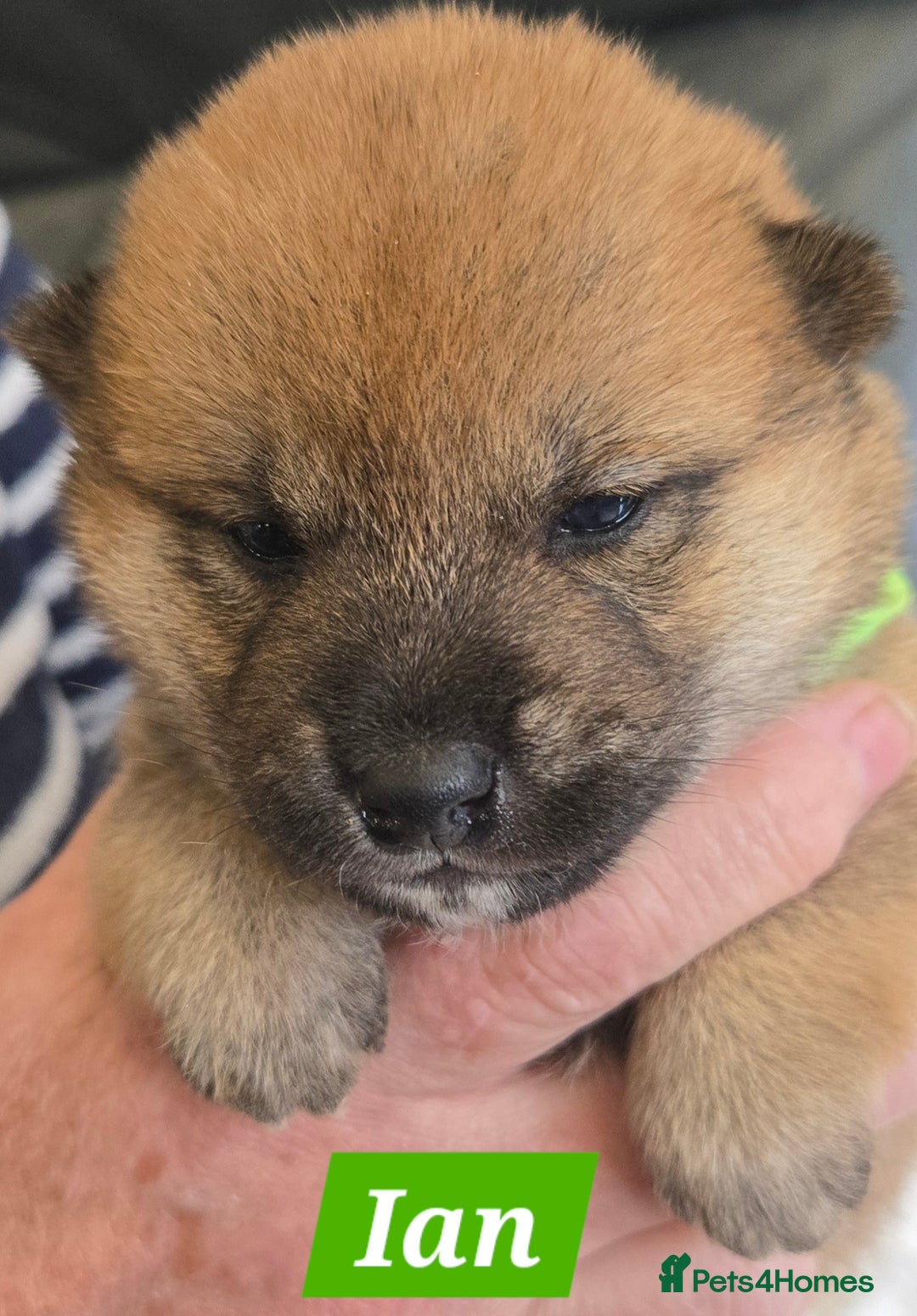 Japanese Shiba Inu dogs for sale: Gorgeous Shibas  - Image 34