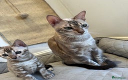 Bengal cats for sale: Beautiful Bengal Kittens Tica Registered 🌈🐾 - Image 9