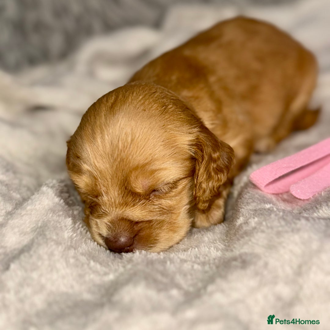 Cocker Spaniel dogs for sale: 🐶THE 8 MISFITS of SHEER BEAUTY🐶 - Advert 18