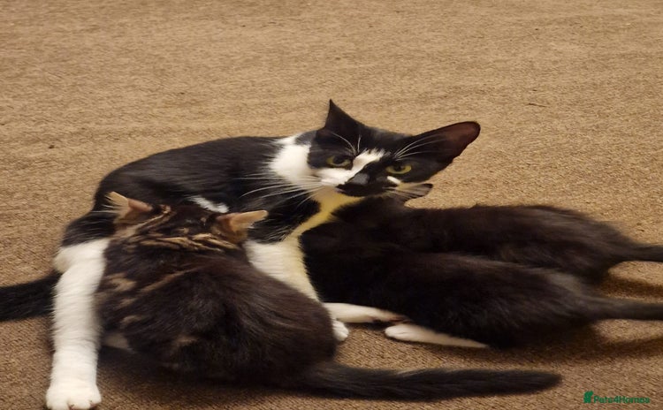 Mixed Breed cats - Advert 11