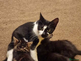 Mixed Breed cats - Advert 28