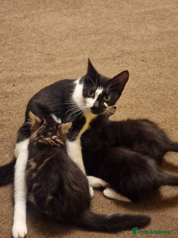 Mixed Breed cats - Advert 16