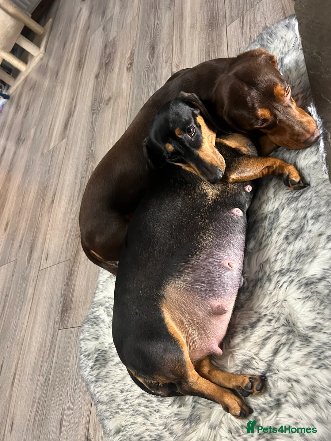 Dachshund dogs for sale: Adorable Dachshund puppies 4 boys 2 girls - Advert 1