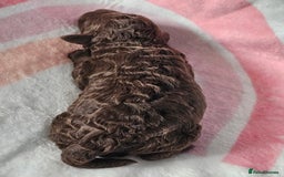 Miniature Poodle dogs for sale: Very well bred, health tested parents  - Image 2