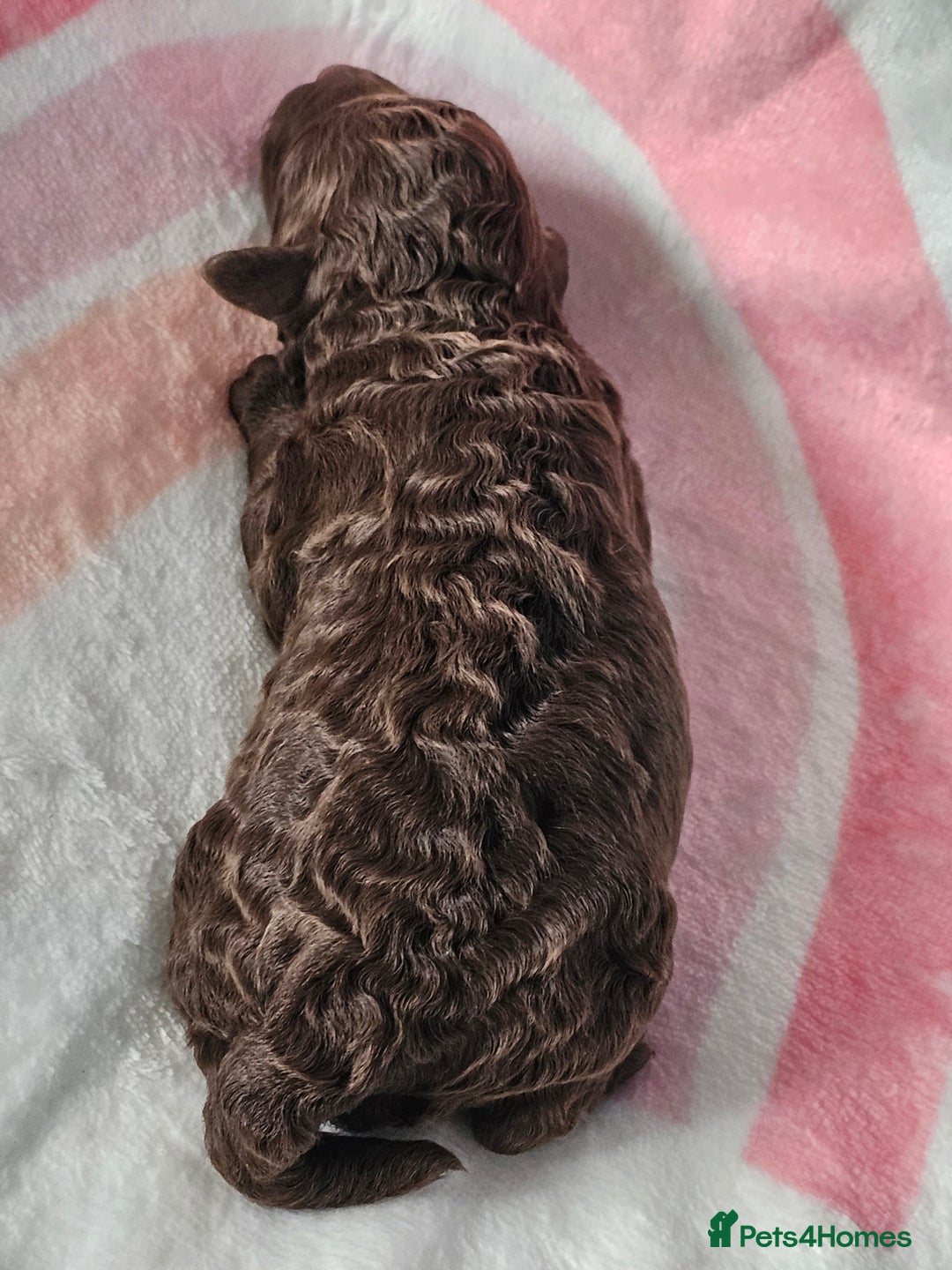 Miniature Poodle dogs for sale: Very well bred, health tested parents  - Image 2