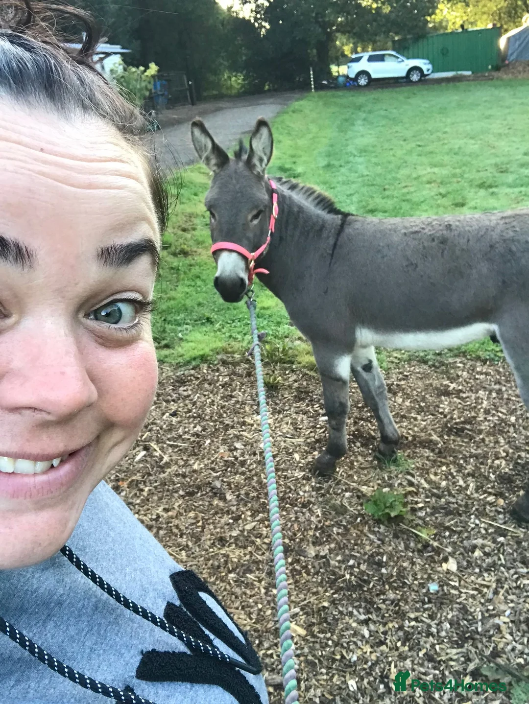 Donkey livestock for sale: 🌟Lovely 8yr Old Gelding Donkey–Seeking 5⭐ Home 🌟 - Advert 5