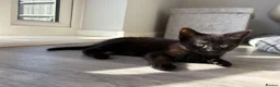 Mixed Breed cats for sale: Adorable kittens ready for there loving homes  in Hailsham - Advert 20