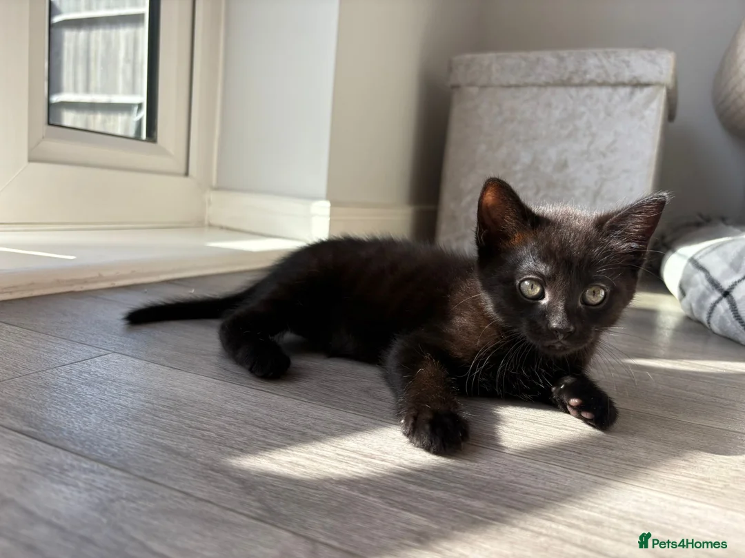 Mixed Breed cats for sale: Adorable kittens ready for there loving homes  in Hailsham - Advert 20