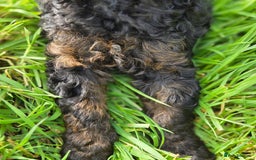 Miniature Poodle dogs for sale: Minature Poodles  - Image 9