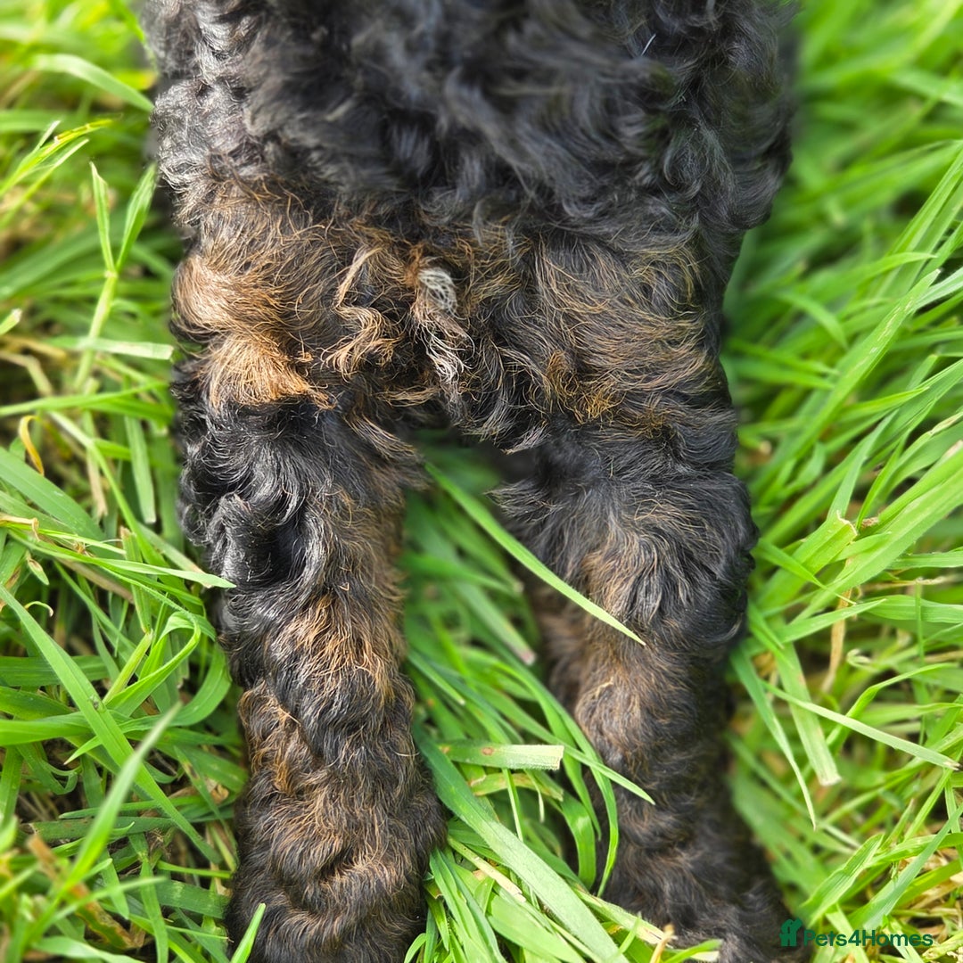 Miniature Poodle dogs for sale: Minature Poodles  - Image 9