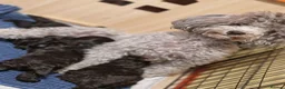 Toy Poodle dogs for sale: Silver toy poodle  - Advert 9