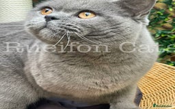 British Shorthair cats for sale: LAST British Shorthair kitten GCCF registered - Image 6