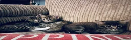 Maine Coon cats for sale: Playful, cuddly kittens  - Advert 6