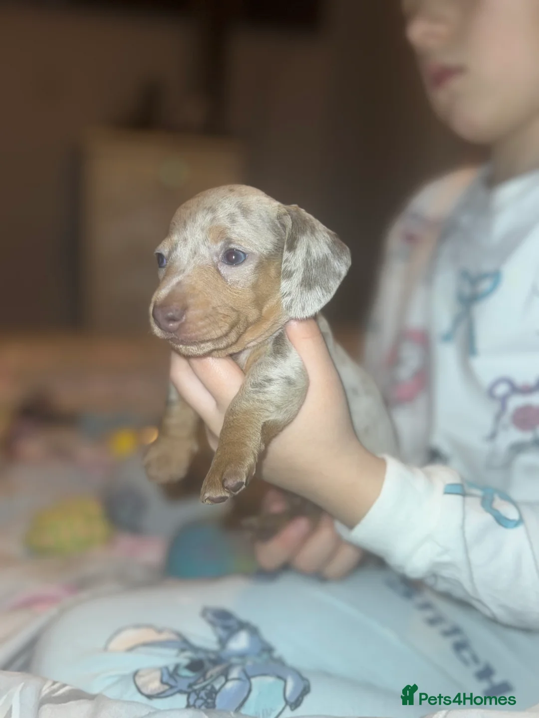 Miniature Dachshund dogs for sale: Isabella silver dapple miniature Daschound puppy’s - Advert 15