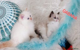 Ragdoll cats for sale: BEAUTIFUL CROSS RAGDOLL/PERSIAN 😻😻😻😻 - Image 12