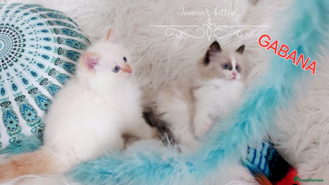 Ragdoll cats for sale: BEAUTIFUL CROSS RAGDOLL/PERSIAN 😻😻😻😻 - Image 12