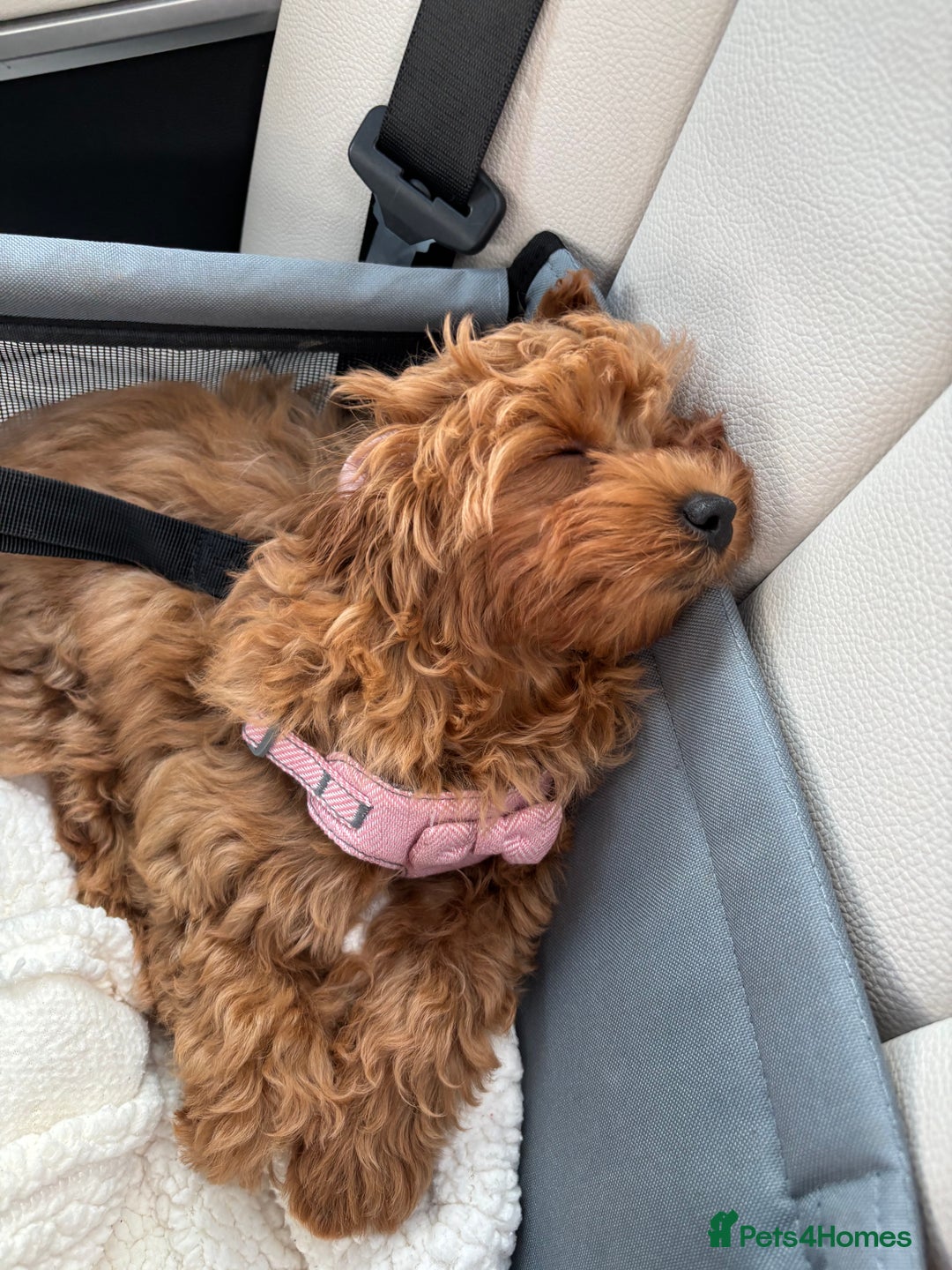 Cavapoo dogs for sale: Cavapoo girl looking for her forever home  - Advert 4